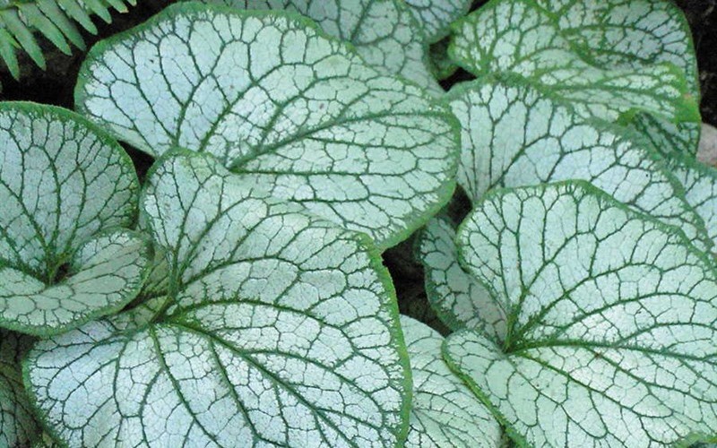 Silver Charm Heartleaf  - 8 Count of Quart Pots - Perennial Plants | ToGoGarden