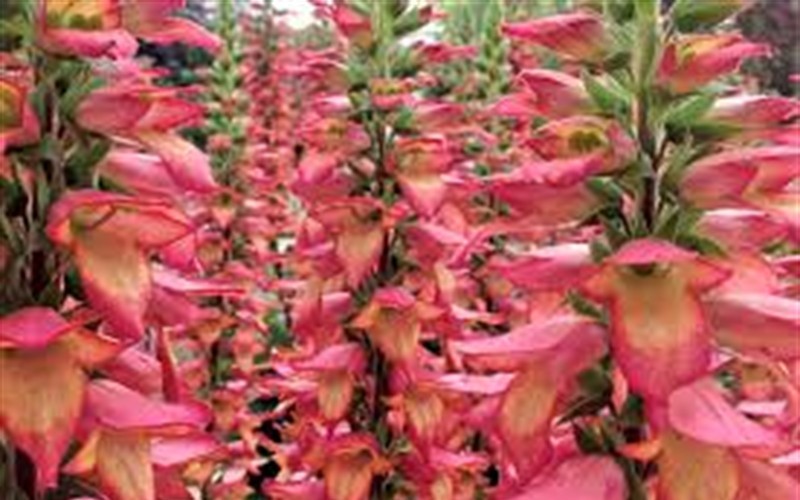 Raspberry Improved Canary Island Foxglove - 1 Gallon - Perennial Plants | ToGoGarden
