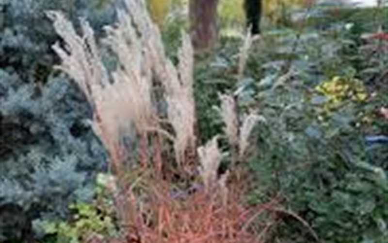Little Miss Miscanthus  - 1 Gallon - Perennial Grasses | ToGoGarden