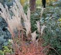 Little Miss Miscanthus 