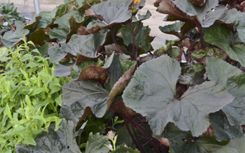 King Kong Bigleaf Goldenray - 1 Gallon - Perennial Plants | ToGoGarden