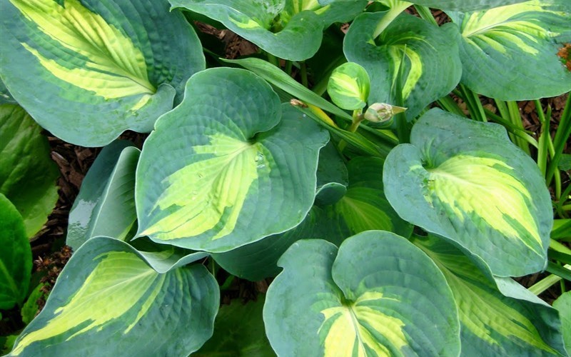 Ann Kulpa Hosta Lily - 1 Gallon - Perennial Plants | ToGoGarden