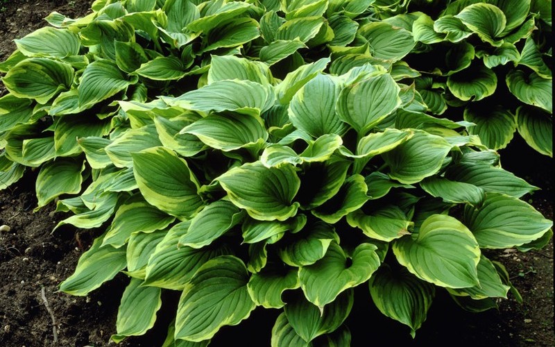 Revolution Hosta Lily - 1 Gallon - Perennial Plants | ToGoGarden
