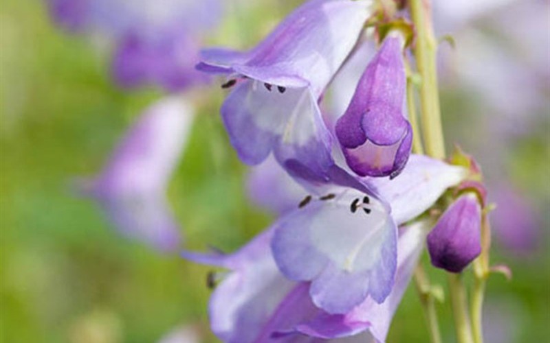 Amethyst Purple Bearded Tongue - 1 Gallon - Perennial Plants | ToGoGarden
