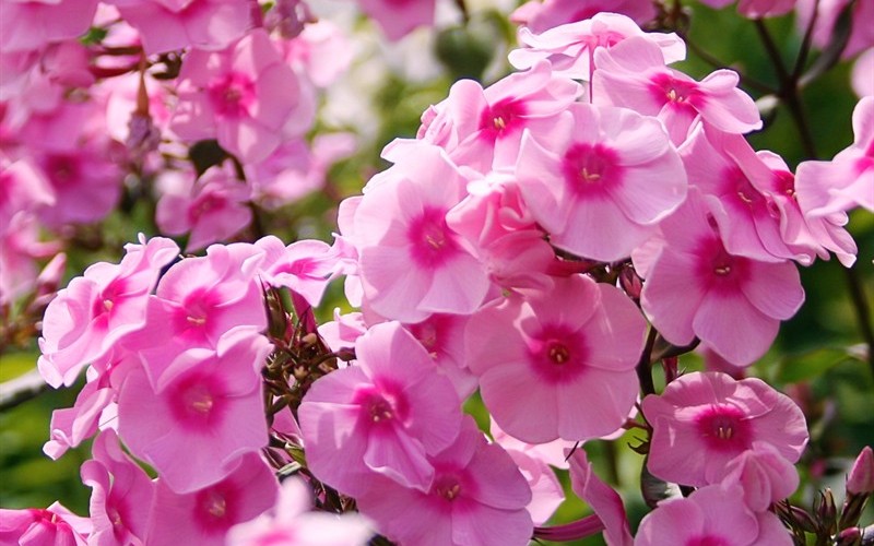 Flame Pink Dwarf Garden Phlox - 1 Gallon - Shrub - Plants | Gardener Direct