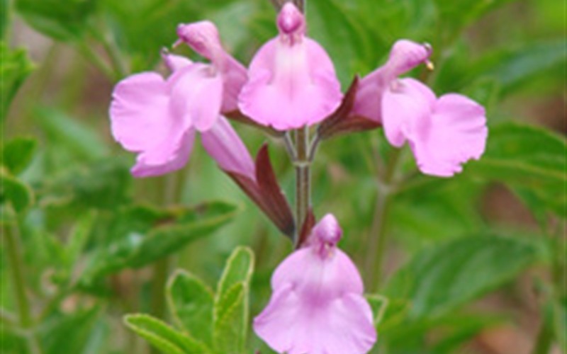 Glitter Heatwave Salvia - 1 Gallon - Perennials for Spring Color | ToGoGarden