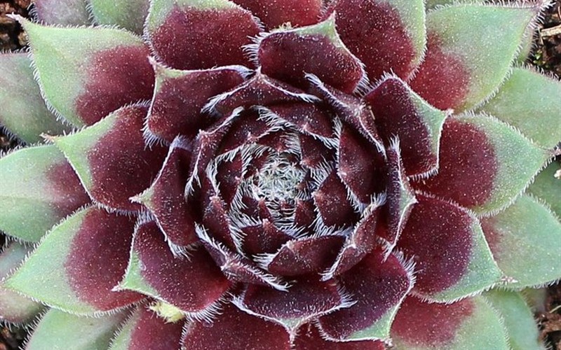 Sempervivum  Red Beauty - 3 Count Flat of Pint Pots - Perennial Plants | ToGoGarden