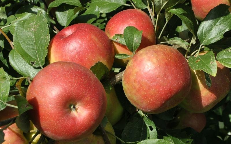 Honey Crisp Apple - 5 Gallon - Trees | ToGoGarden