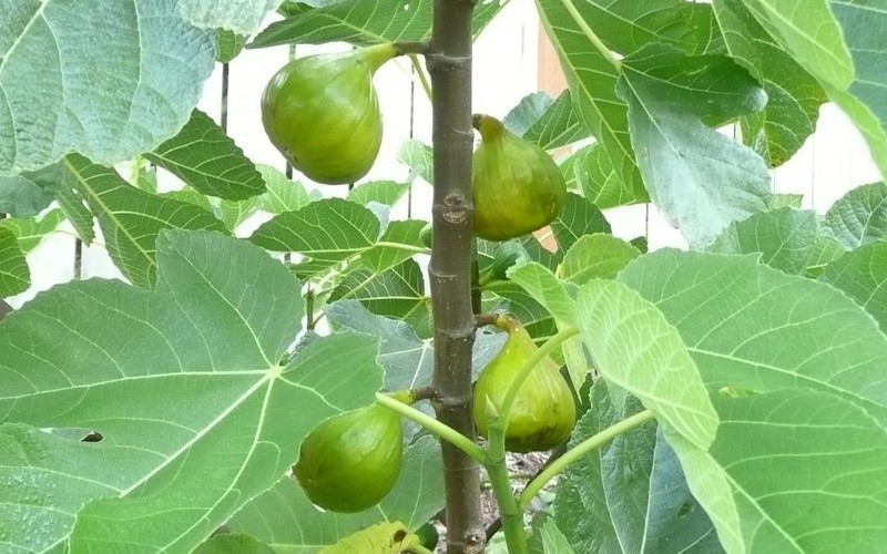 Italian Honey Figs Photo 1