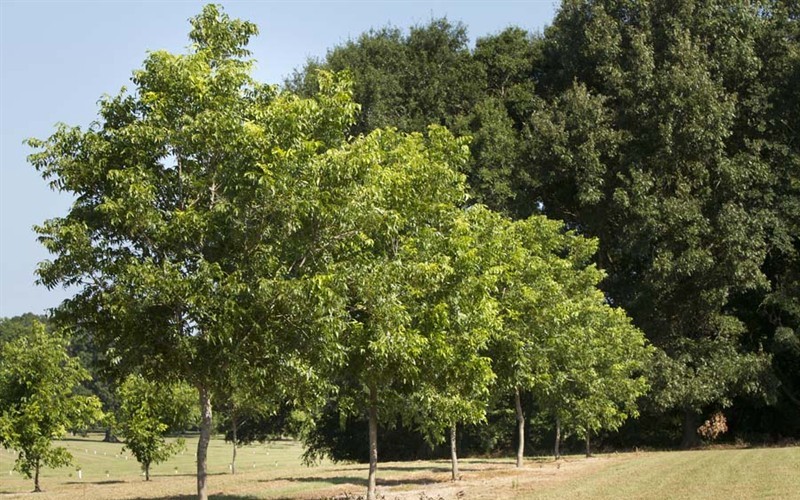 Kiowa Pecan - 5 Gallon - Trees | ToGoGarden