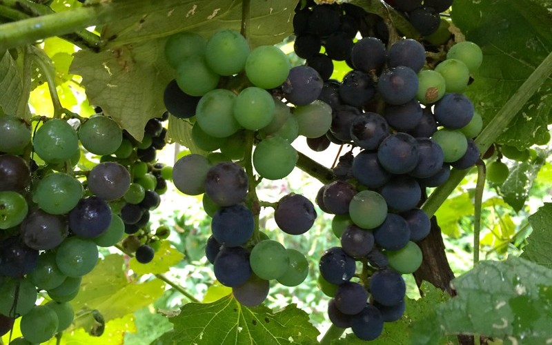 Champanel Grapes Photo 1