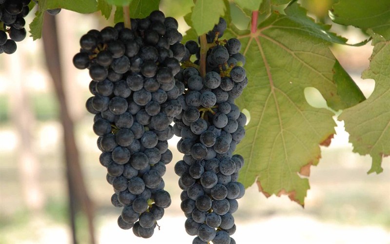 Black Spanish Grapes Photo 1