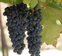 Black Spanish Grapes