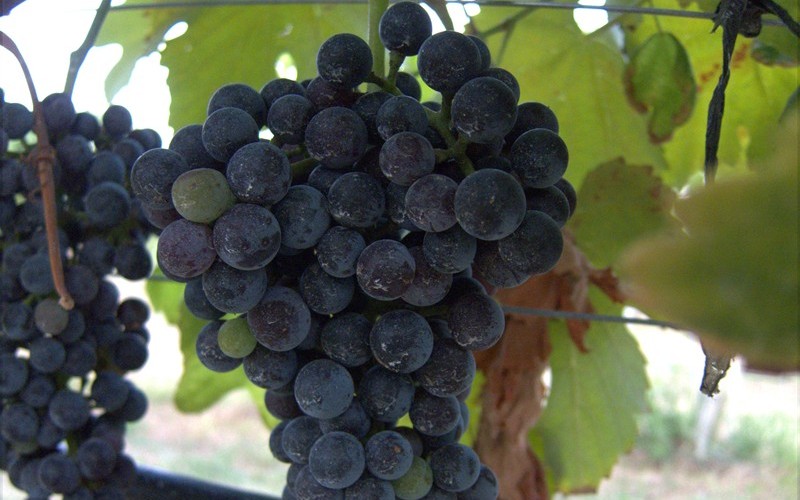 Lenoir Grapes Photo 1