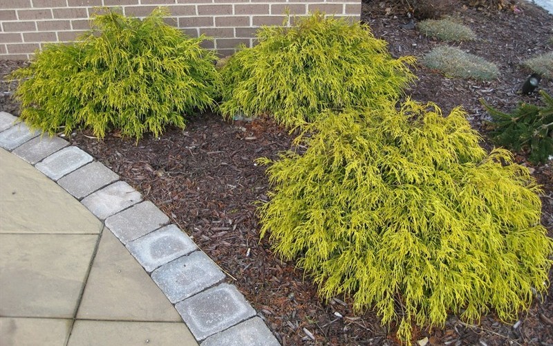 Kings Gold Mop Chameocyparis 3 Gallon Shrub Perennial Plants