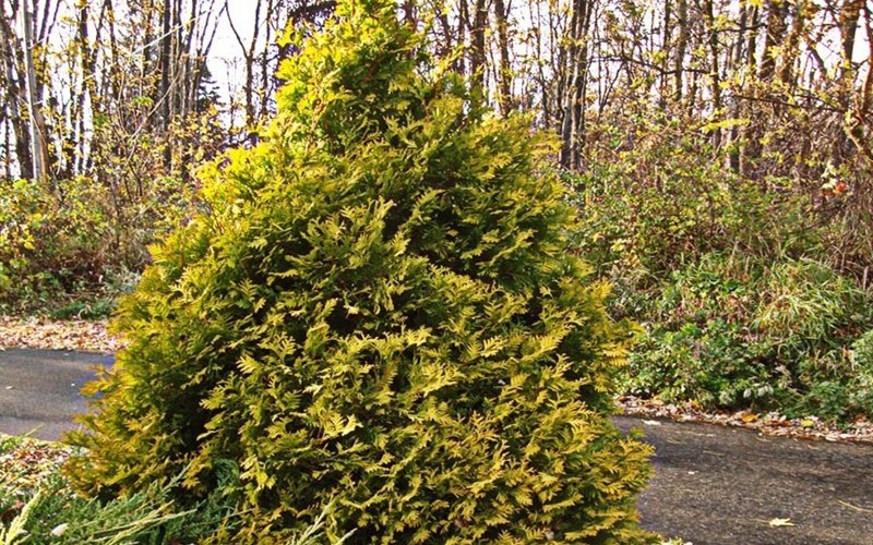 George Peabody Arborvitae - 3 Gallon - Perennial Plants | ToGoGarden