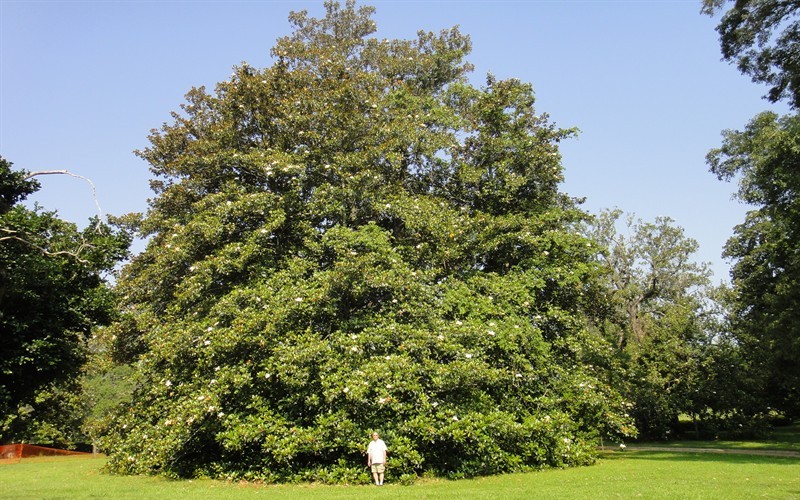 Green Giant  Magnolia - 3 Gallon - Perennial Plants | ToGoGarden