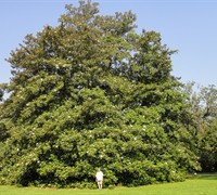 Green Giant  Magnolia