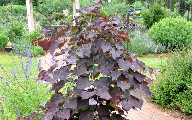 Ruby Falls Weeping Redbud - 7 Gallon - Trees | ToGoGarden