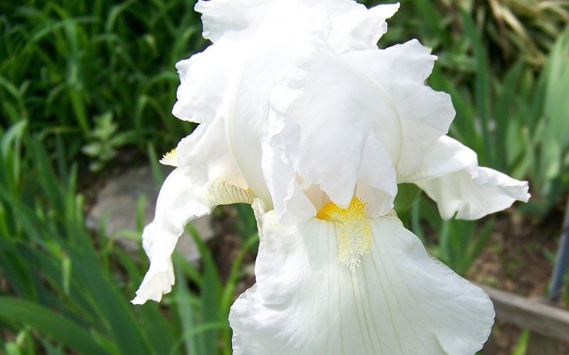Immortality White Tall Bearded Iris Photo 1
