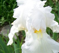 Shop Immortality White Tall Bearded Iris - 1 Gallon