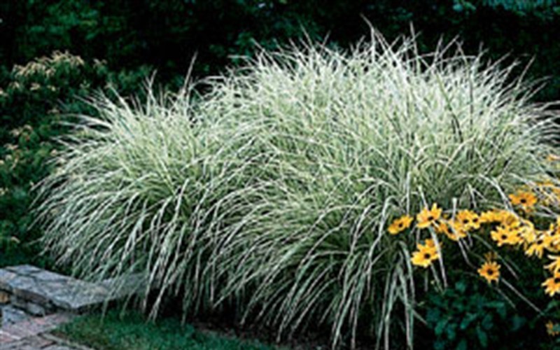 Japanese Silver Grass Photo 3