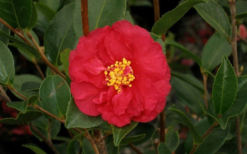 Alabama Beauty Camellia Photo 3
