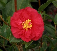Alabama Beauty Camellia