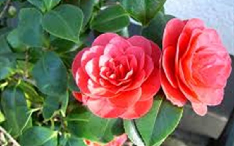 Alabama Beauty Camellia Photo 2