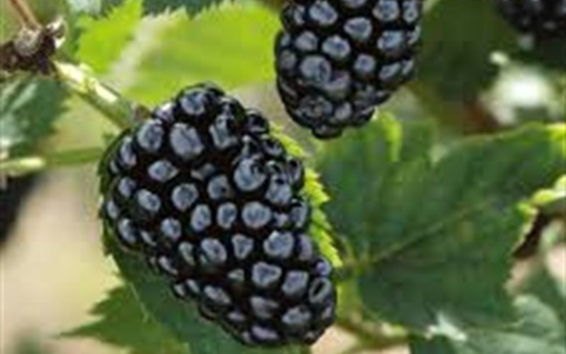 Arapaho Thornless Blackberry Photo 2