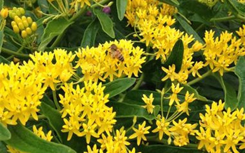 Hello Yellow  Butterfly Weed Photo 3