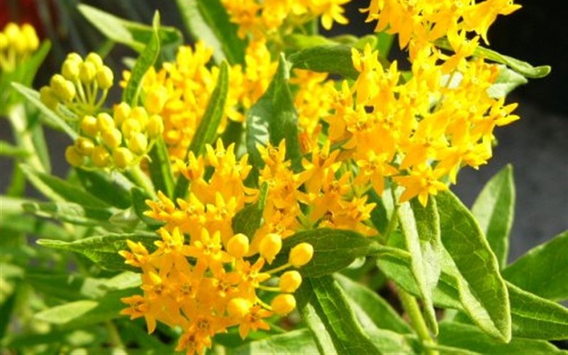 Hello Yellow  Butterfly Weed Photo 2