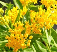 Hello Yellow  Butterfly Weed