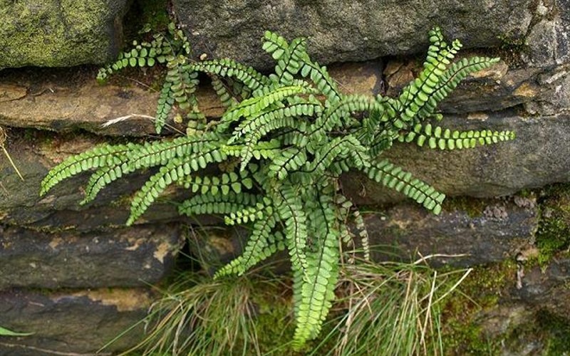 Maidenhair Spleenwort - 3 Count Flat of Pint Pots - Perennial Plants | ToGoGarden