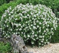 August Beauty Gardenia