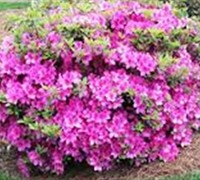 Autumn Amethyst Encore Azalea