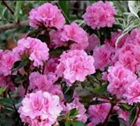 Autumn Carnation Encore Azalea