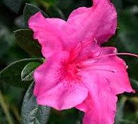 Autumn Carnival Encore Azalea