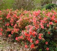 Autumn Coral Encore Azalea