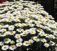 Becky Shasta Daisy Becky Shasta Daisy