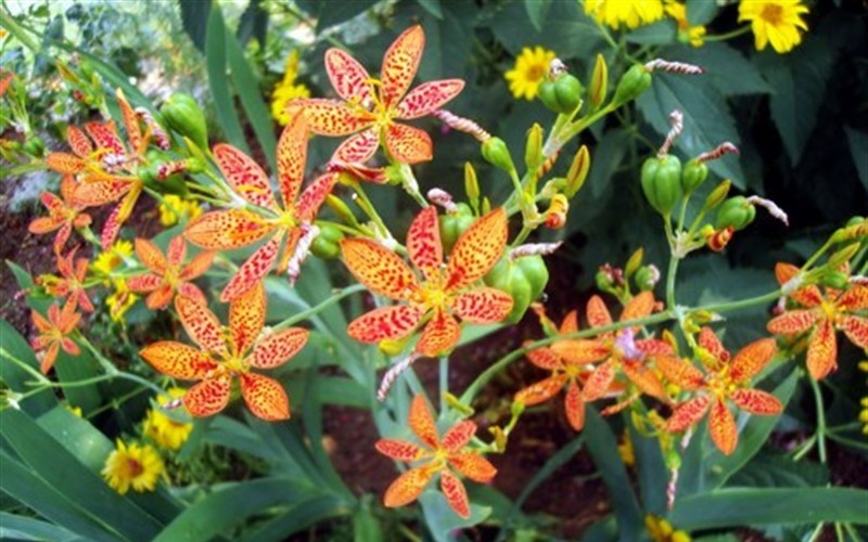 Freckle Face Blackberry Lily Photo 1