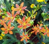 Freckle Face Blackberry Lily