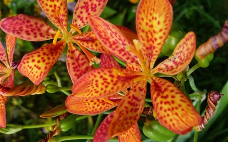Freckle Face Blackberry Lily Photo 2