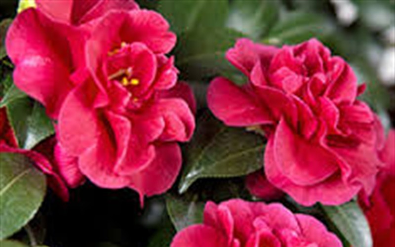 Bella Rouge Camellia Photo 2