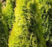 Berkmans Golden Arborvitae