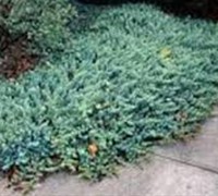 Blue Pacific Juniper