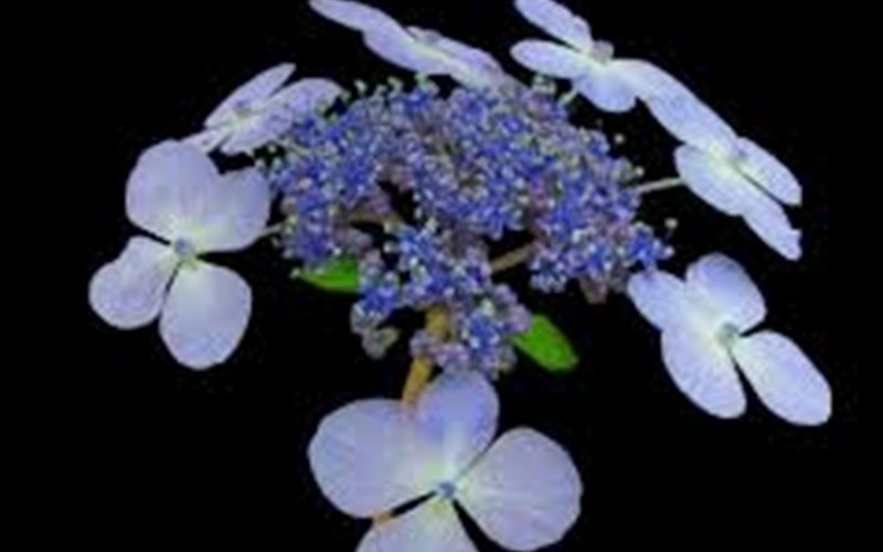 Bluebird Lacecap Hydrangea Photo 4