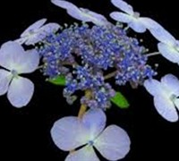 Bluebird Lacecap Hydrangea