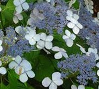 Bluebird Lacecap Hydrangea