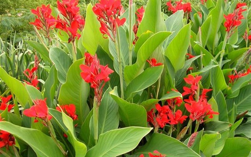 Canna Kreta Canna Lily redgreen Photo 1